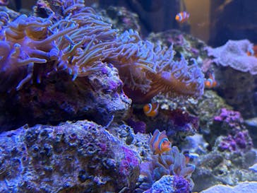 しながわ水族館に投稿された画像（2025/5/4）