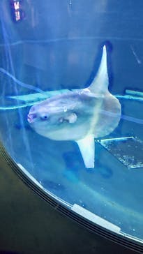 上越市立水族博物館 うみがたりに投稿された画像（2025/5/4）