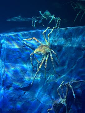 竹島水族館に投稿された画像（2025/5/4）