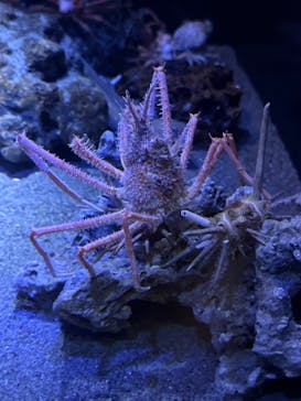 竹島水族館に投稿された画像（2025/5/4）