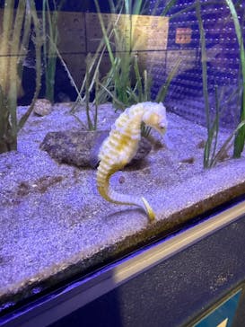 竹島水族館に投稿された画像（2025/5/4）