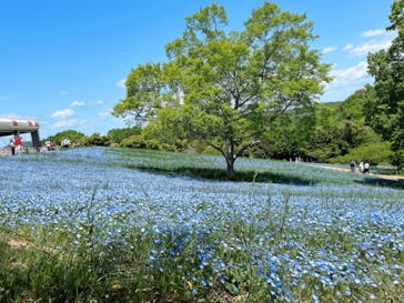 こうべアグリパークネモフィラの丘2025に投稿された画像（2025/5/4）