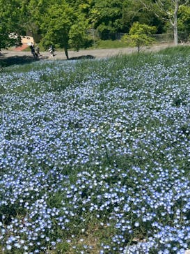 こうべアグリパークネモフィラの丘2025に投稿された画像（2025/5/4）