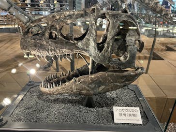 福井県立恐竜博物館に投稿された画像（2025/5/4）