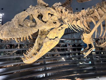 福井県立恐竜博物館に投稿された画像（2025/5/4）