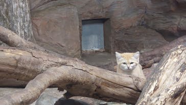 那須どうぶつ王国に投稿された画像（2025/5/4）