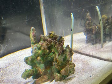 越前松島水族館に投稿された画像（2025/5/4）