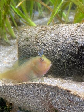 幼魚水族館に投稿された画像（2025/5/4）