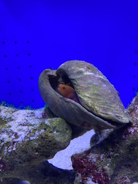 幼魚水族館に投稿された画像（2025/5/4）