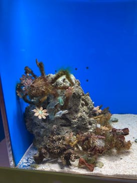 幼魚水族館に投稿された画像（2025/5/4）