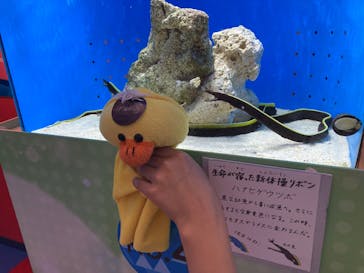 幼魚水族館に投稿された画像（2025/5/4）