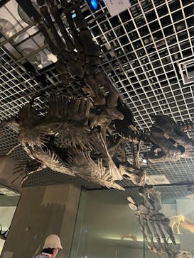 国立科学博物館に投稿された画像（2025/5/4）