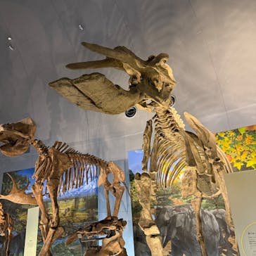 福井県立恐竜博物館に投稿された画像（2025/5/4）