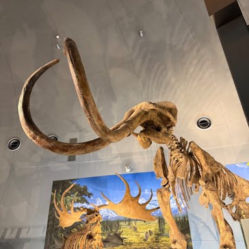 福井県立恐竜博物館に投稿された画像（2025/5/4）