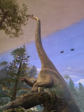 福井県立恐竜博物館に投稿された画像（2025/5/4）