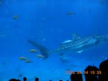 沖縄美ら海水族館に投稿された画像（2025/5/5）