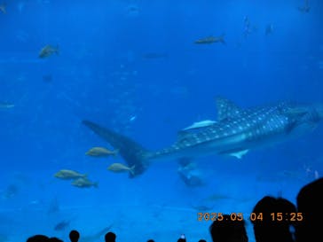 沖縄美ら海水族館に投稿された画像（2025/5/4）
