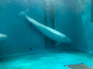 島根県立 しまね海洋館に投稿された画像（2025/5/4）