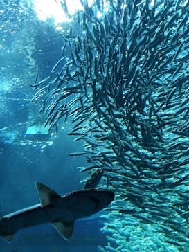 アクアワールド茨城県大洗水族館に投稿された画像（2025/5/4）
