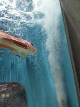 仙台うみの杜水族館に投稿された画像（2025/5/4）
