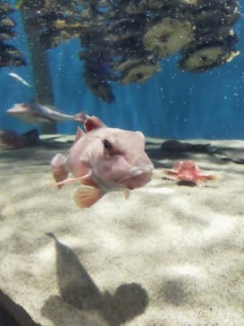 仙台うみの杜水族館に投稿された画像（2025/5/4）