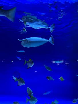 新江ノ島水族館に投稿された画像（2025/5/4）