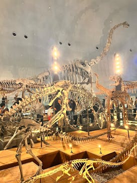 福井県立恐竜博物館に投稿された画像（2025/5/4）