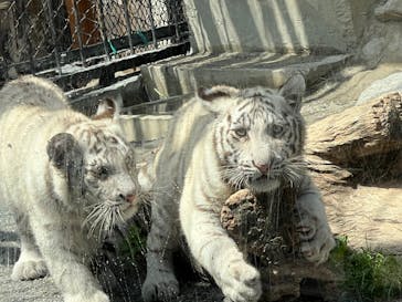 東武動物公園に投稿された画像（2025/5/4）