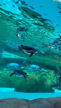 天王寺動物園に投稿された画像（2025/5/4）