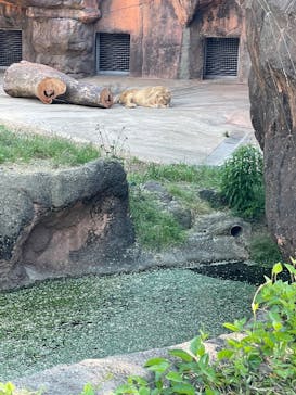 天王寺動物園に投稿された画像（2025/5/4）