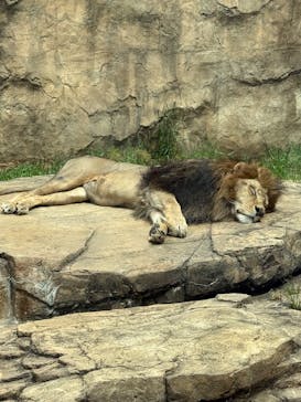 千葉市動物公園に投稿された画像（2025/5/4）
