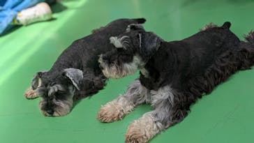 つくばわんわんランドに投稿された画像（2025/5/4）