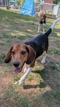 つくばわんわんランドに投稿された画像（2025/5/4）