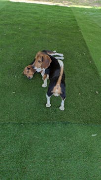 つくばわんわんランドに投稿された画像（2025/5/4）