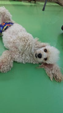 つくばわんわんランドに投稿された画像（2025/5/4）