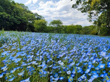 こうべアグリパークネモフィラの丘2025に投稿された画像（2025/5/5）