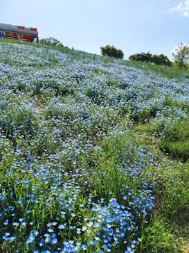 こうべアグリパークネモフィラの丘2025に投稿された画像（2025/5/5）