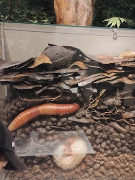 滋賀県立琵琶湖博物館に投稿された画像（2025/5/5）