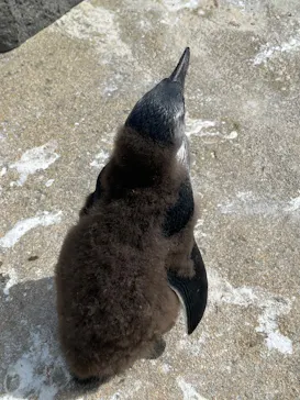 仙台うみの杜水族館に投稿された画像（2025/5/5）