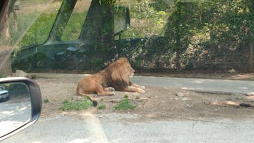 群馬サファリパークに投稿された画像（2025/5/5）