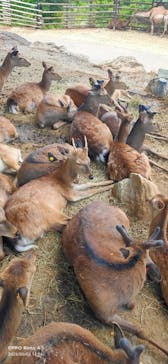 群馬サファリパークに投稿された画像（2025/5/5）