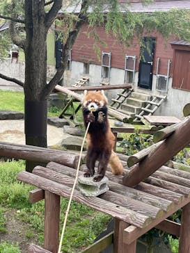 秋田市大森山動物園に投稿された画像（2025/5/5）