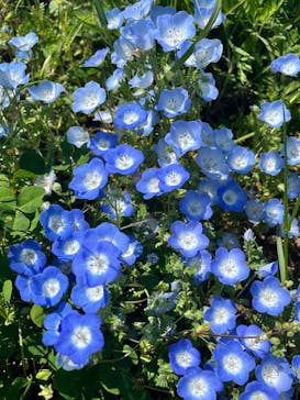 こうべアグリパークネモフィラの丘2025に投稿された画像（2025/5/5）