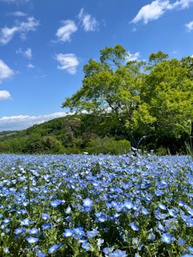 こうべアグリパークネモフィラの丘2025に投稿された画像（2025/5/5）