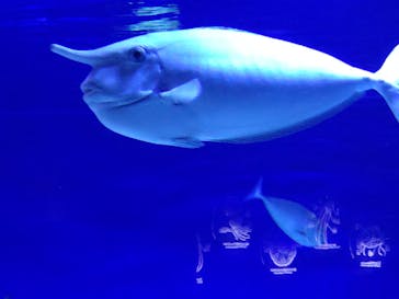 新江ノ島水族館に投稿された画像（2025/5/5）