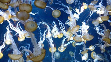 新江ノ島水族館に投稿された画像（2025/5/5）