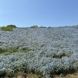 こうべアグリパークネモフィラの丘2025に投稿された画像（2025/5/5）