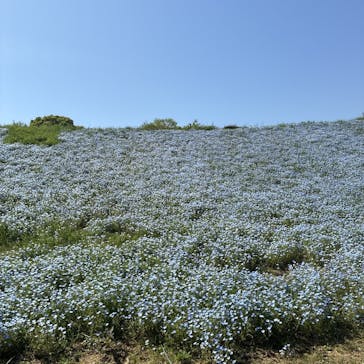 こうべアグリパークネモフィラの丘2025に投稿された画像（2025/5/5）