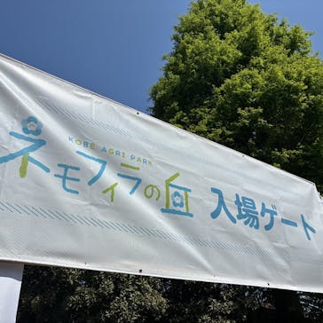 こうべアグリパークネモフィラの丘2025に投稿された画像（2025/5/5）