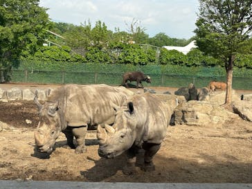 群馬サファリパークに投稿された画像（2025/5/5）